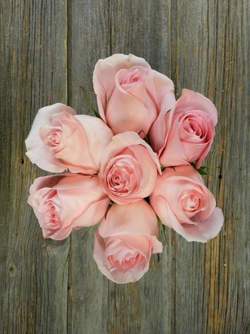 Wholesale Luciano Light Pink Roses Delivered Online FlowerFarm